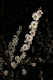 Prunus mume 'Omoi-no-mama' RCP1-08 102.jpg